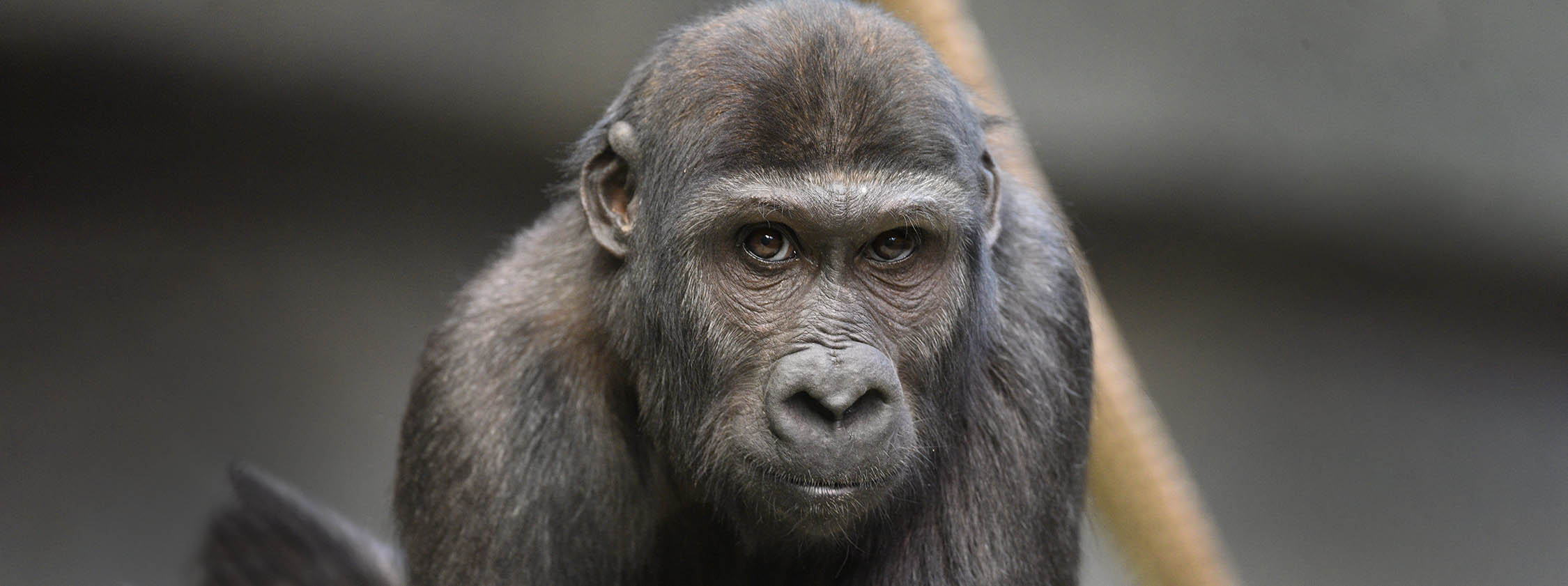 brookfield zoo illinois gorilla incident